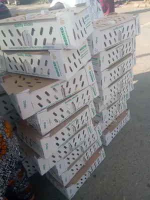 Well Vaccinated Agrited Broiler