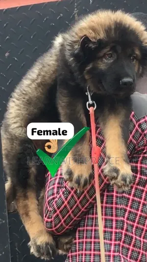 1-3 months Female Purebred Caucasian Shepherd
