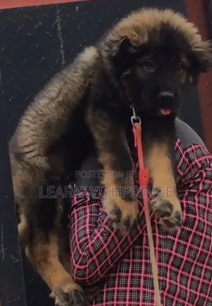 1-3 months Female Purebred Caucasian Shepherd