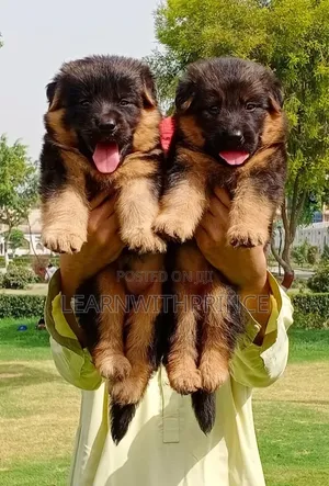 1-3 months Female Purebred German Shepherd