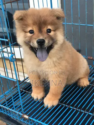 1-3 months Female Purebred Chow Chow