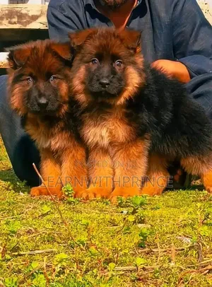 1-3 months Female Purebred German Shepherd