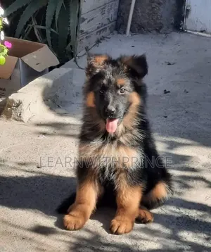 1-3 months Female Purebred German Shepherd