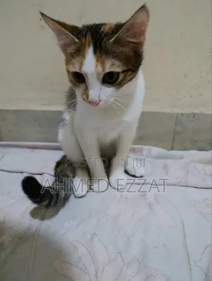 1-3 months Female Mixed Breed Cat