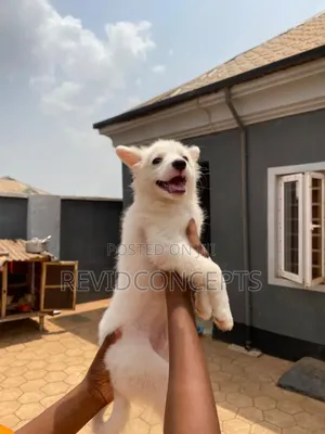 3-6 months Male Purebred American Eskimo