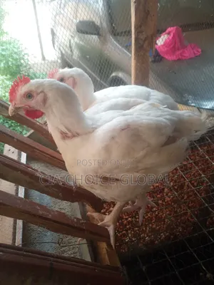 Fresh Healthy Broiler