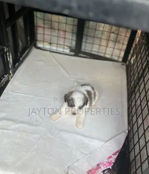 1-3 months Female Mixed Breed Dog