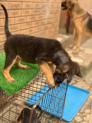 1-3 months Male Purebred German Shepherd