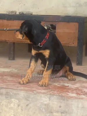 3-6 months Female Purebred Rottweiler