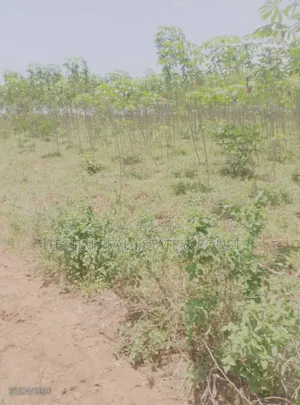 205 Acres of Land for Sale at Onikanga-Elere,Off Ido-Eruwa Rd, Ibadan.