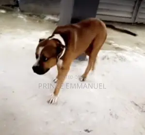 6-12 months Male Purebred American Bully