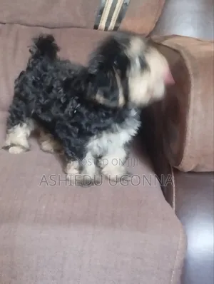 1-3 months Male Purebred Lhasa Apso