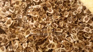 Mucuna, Lablab, Stylo, Leuceana, Moringa, Centrosema and Other Seed