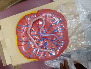 Training Placenta Model