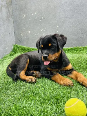 3-6 months Female Purebred Rottweiler