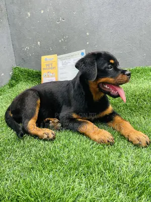 3-6 months Female Purebred Rottweiler