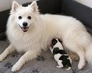 0-1 month Female Mixed Breed American Eskimo