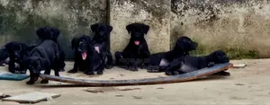 1-3 months Female Purebred Cane Corso