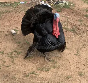 Matured Adult Turkey
