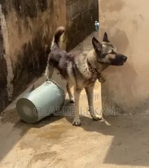 1+ year Male Purebred German Shepherd