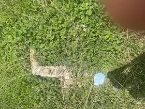 Size 100 by 50
