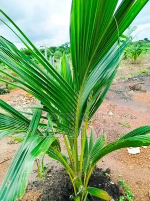 Hybrid Seedling