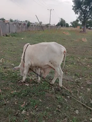 Pure Breed Bokolo Bull (White) Giri Gwagwalada Abuja