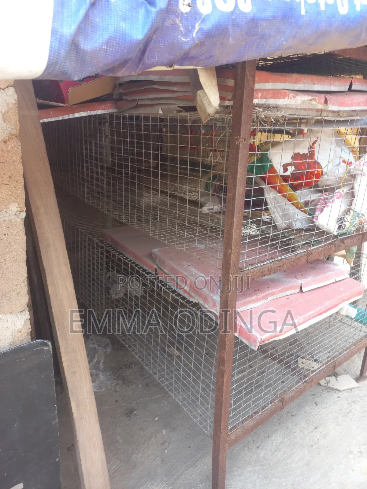 Broilers Chicken Cage