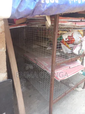 Broilers Chicken Cage