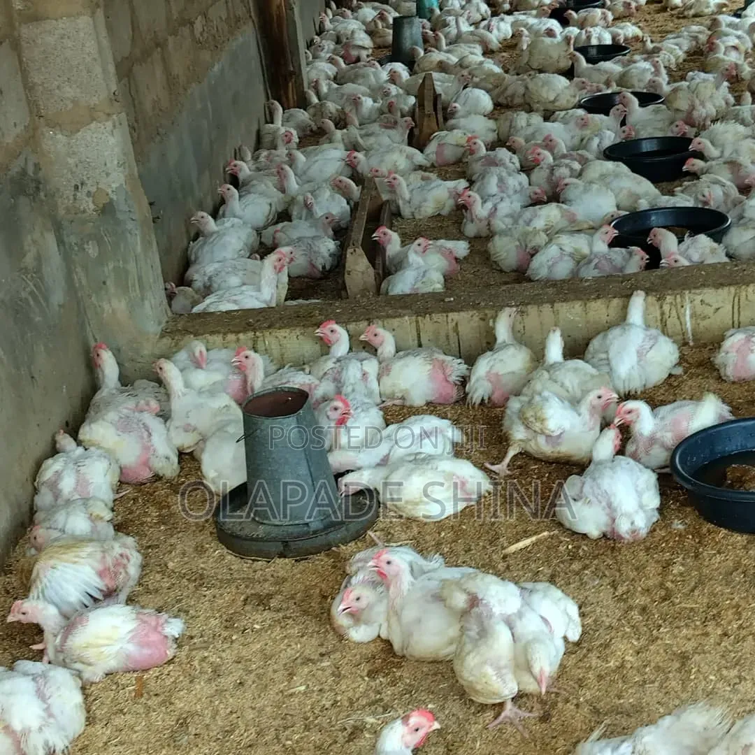 2.5kg Broilers