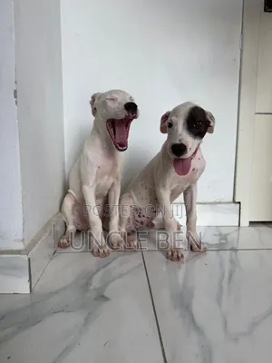 1-3 months Female Purebred Dogo Argentino