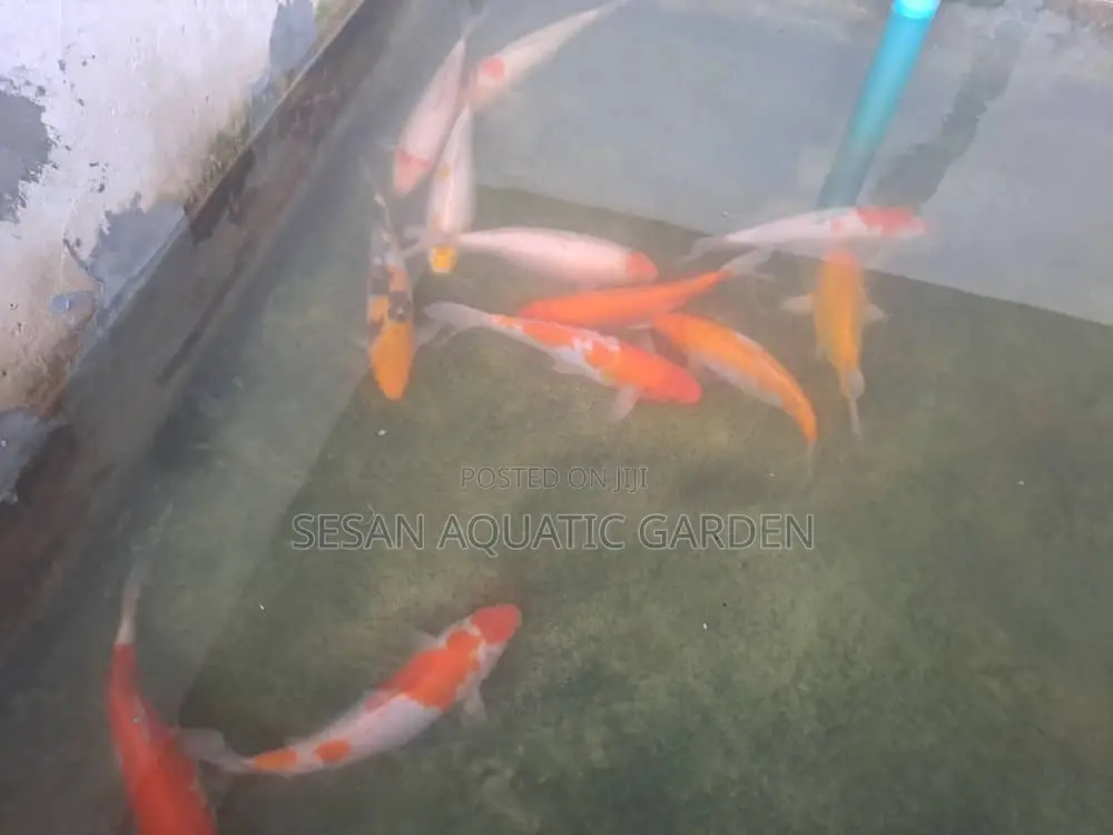Japanese Koi Carp