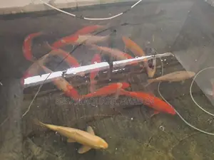 Japanese Koi Carp