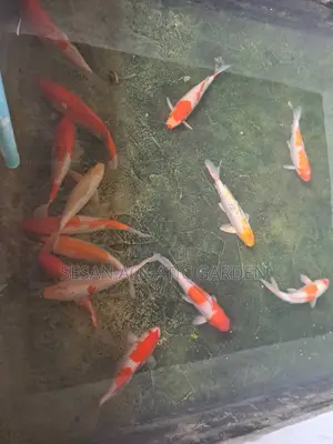 Japanese Koi Carp
