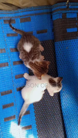 0-1 month Female Purebred Cat
