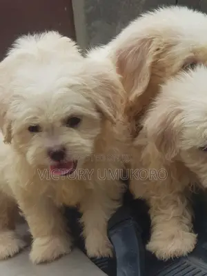 1-3 months Male Purebred Lhasa Apso
