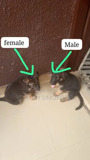 1-3 months Female Purebred German Shepherd