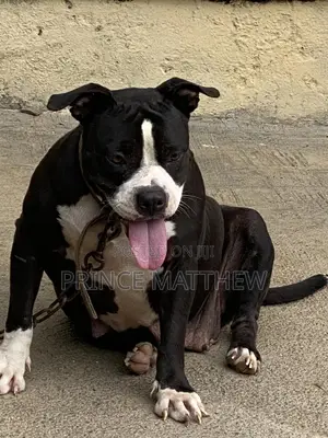1+ year Female Purebred American Bully