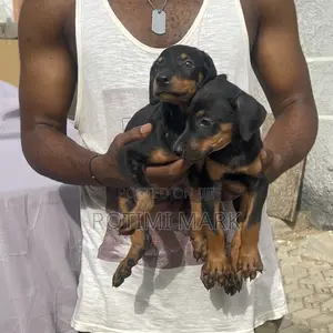 1-3 months Female Purebred Doberman Pinscher