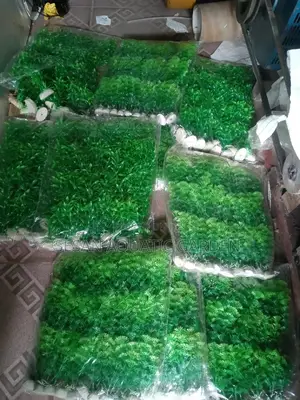 Aquarium Fish Net