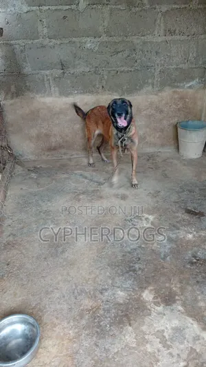 1+ year Female Purebred Belgian Malinois