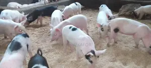 Piglet of Different Cross Breed Landrace Hempshel Duroc