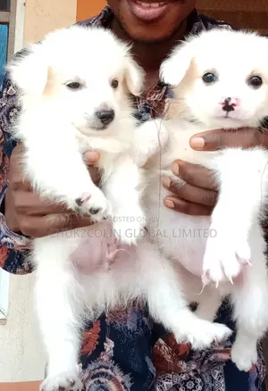 1-3 months Female Purebred American Eskimo