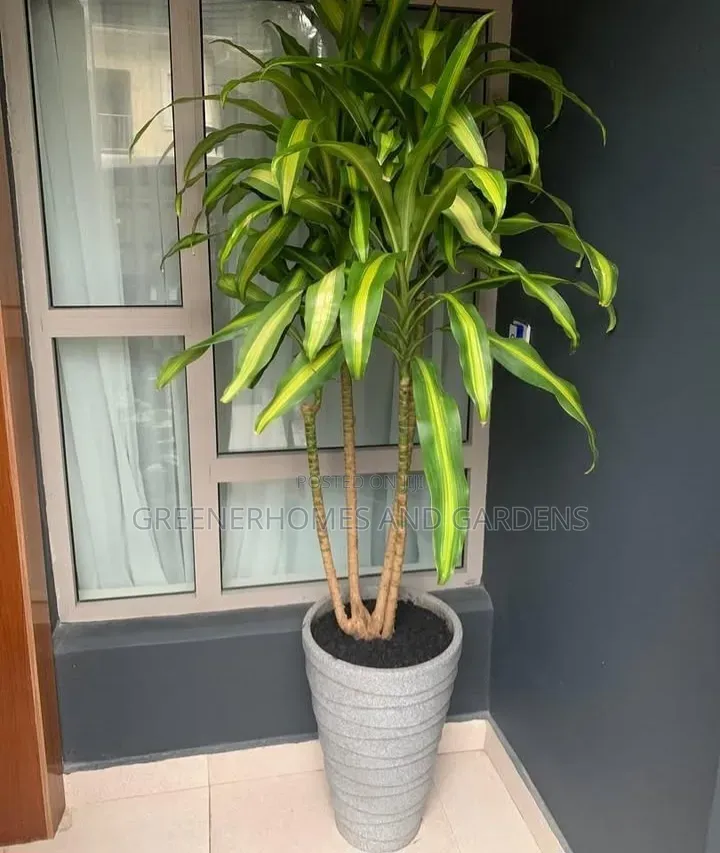 Life Plants