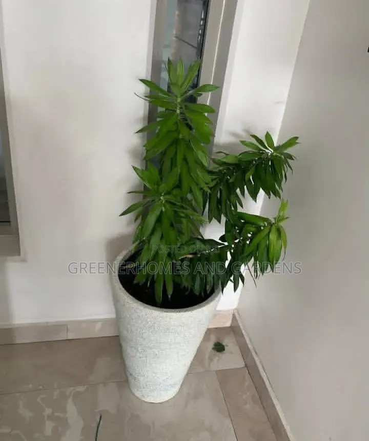 Life Plants