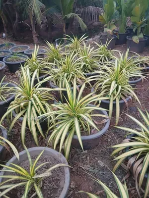 Life Plants