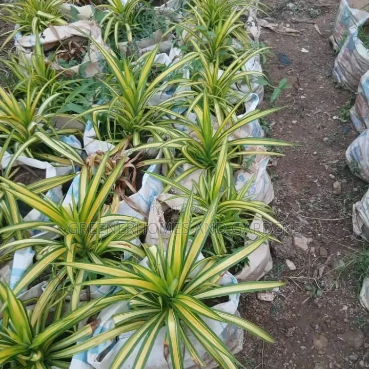 Life Plants
