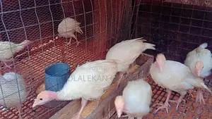2 Months Old Local Turkey