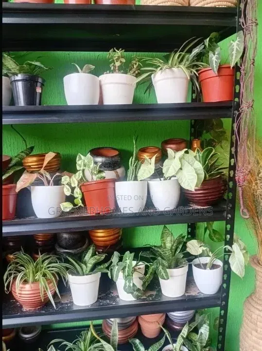 Mini Potted Plants