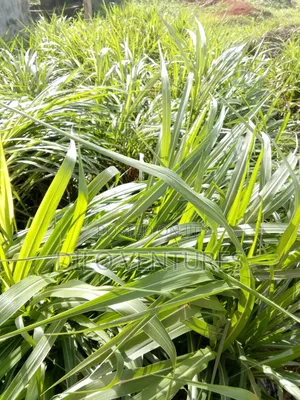 4 Plots of Land at Avu 3r Owerri for Sale